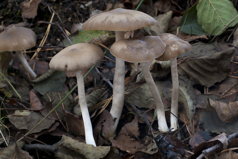 Entoloma sericatum